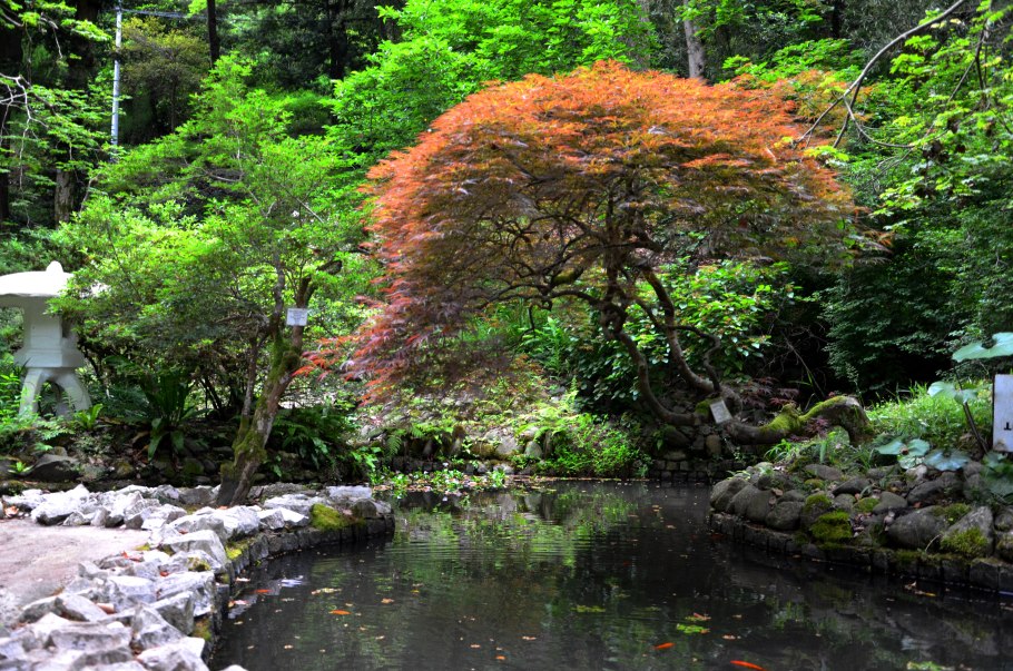 Ботанический сад Грузия