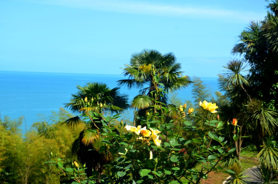 Батуми ботсад море