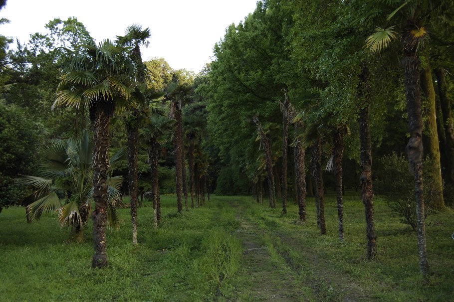 Ботанический сад Грузия Батуми