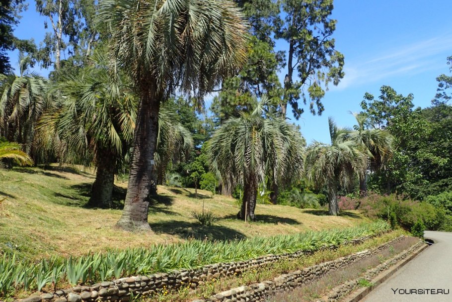 Ботанический сад Батуми Махинджаури