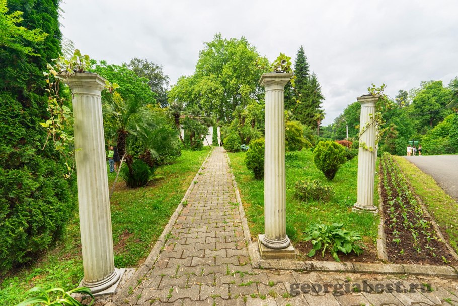 Батуми бамбуковая роща