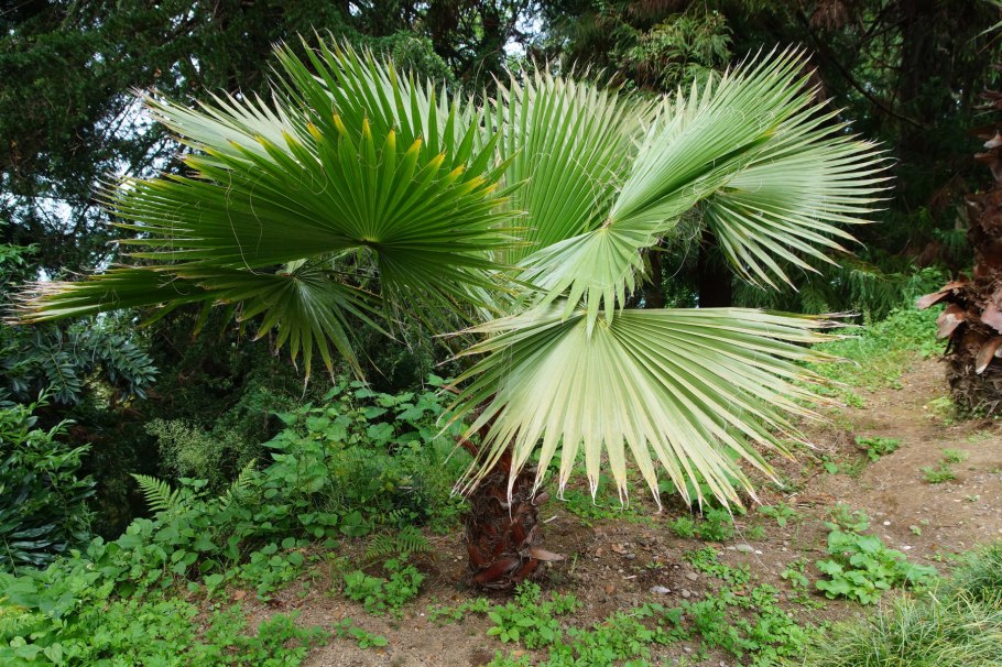 Батумский Ботанический сад осенью