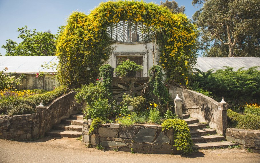 Батумский Ботанический сад Секвойя