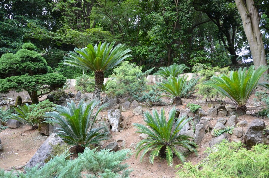 Ботанический парк Батуми