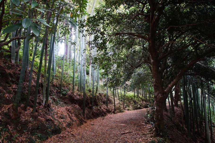 Батумский Ботанический сад Грузия