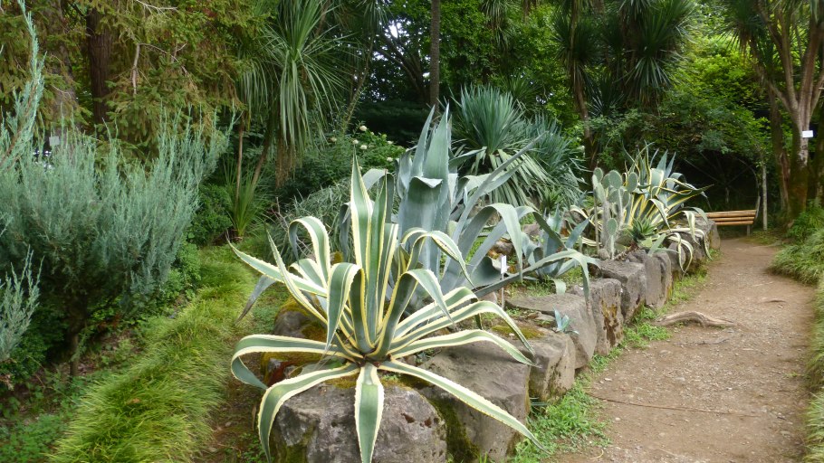 Ботанический сад Чакви