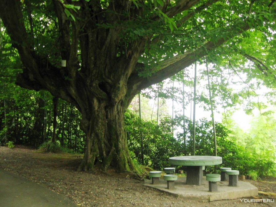 Махинджаури Ботанический сад