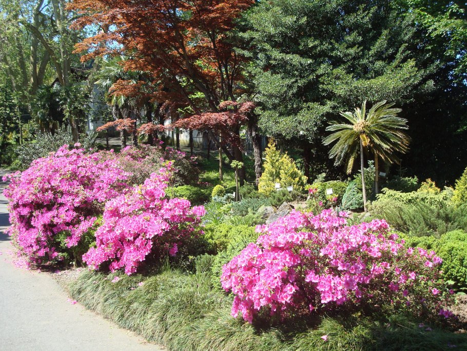Мцване Концхи Грузия