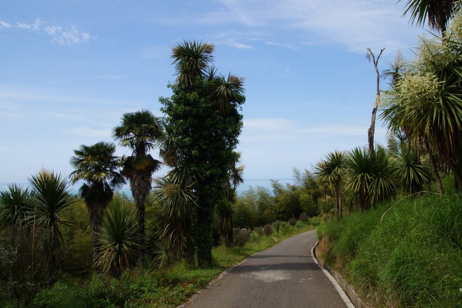 Батуми Ботанический сад цветы