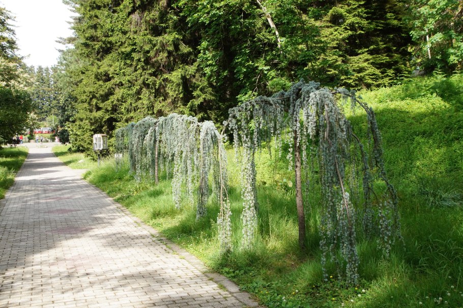 Зеленый мыс Батуми Ботанический сад