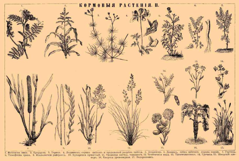 Тимофеевка Клевер люцерна кормовая свекла