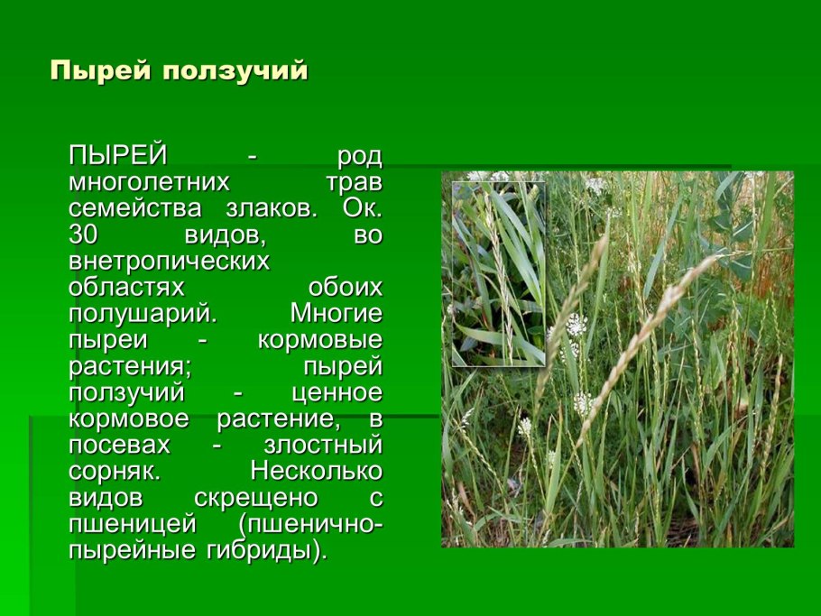 Полевые культуры (овёс, кукуруза, ячмень)