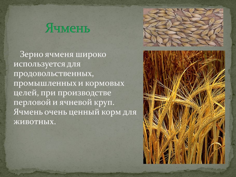 Фестулолиум овсяница райграс Тимофеевка