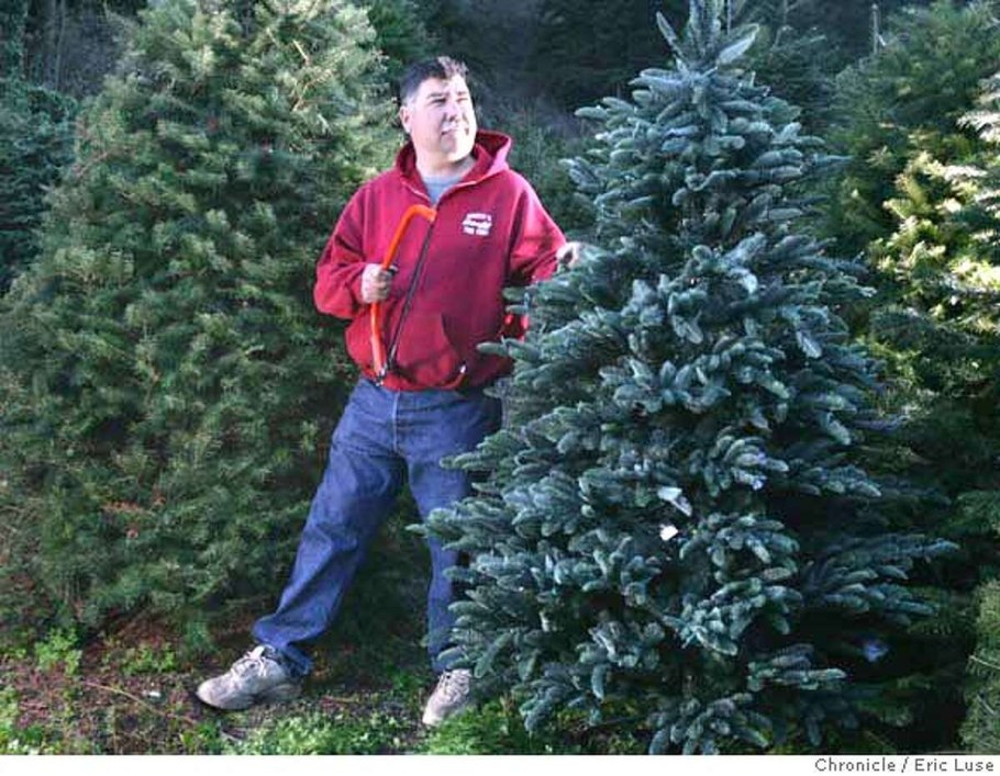Ель колючая Picea pungens 'Erich Frahm'