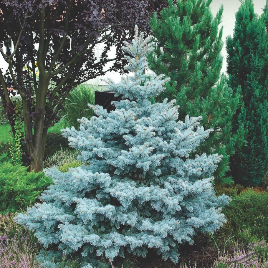 Glauca compacta ель