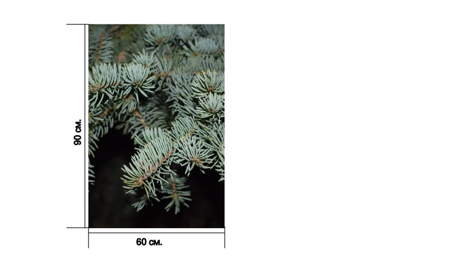 Ель колючая glauca Kaibab