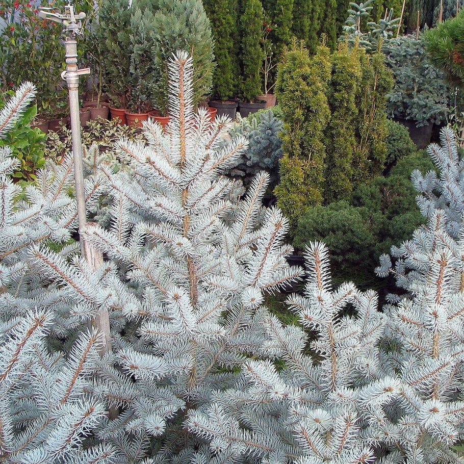 Ель колючая Kaibab