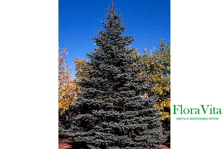 Picea pungens Sonia