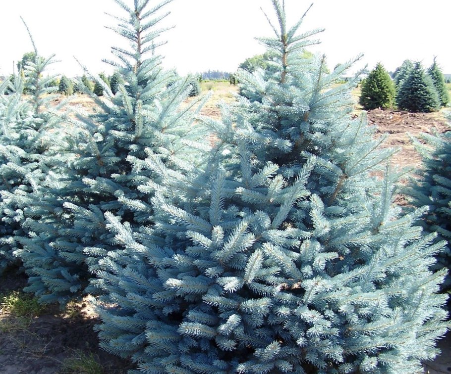 Ель колючая Picea pungens