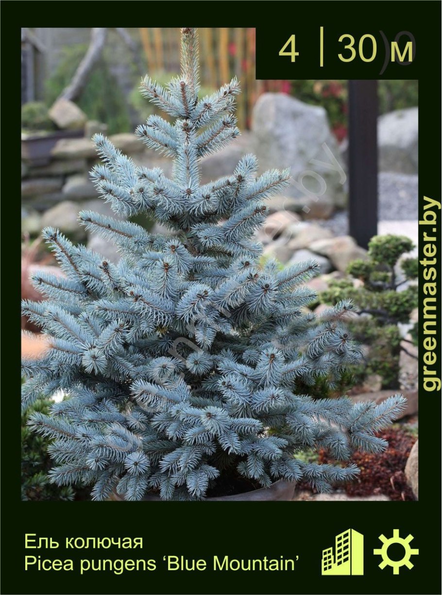 Montgomery Blue Picea