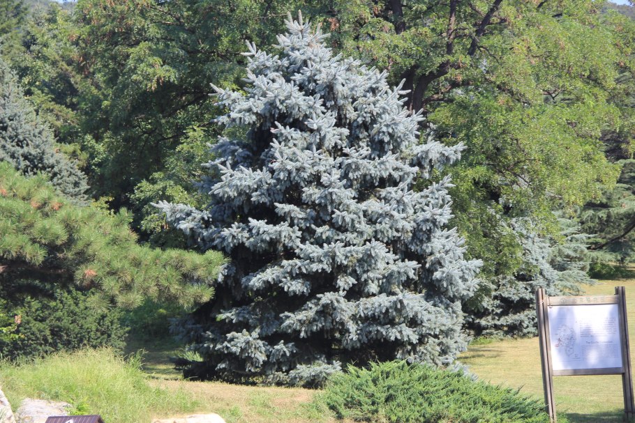 Ель колючая (Picea pungens) «Waldbrunn»