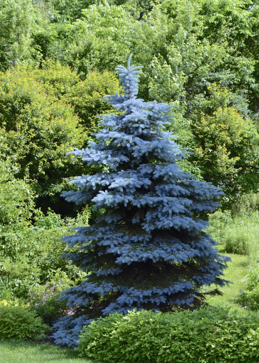 Ель колючая Picea pungens