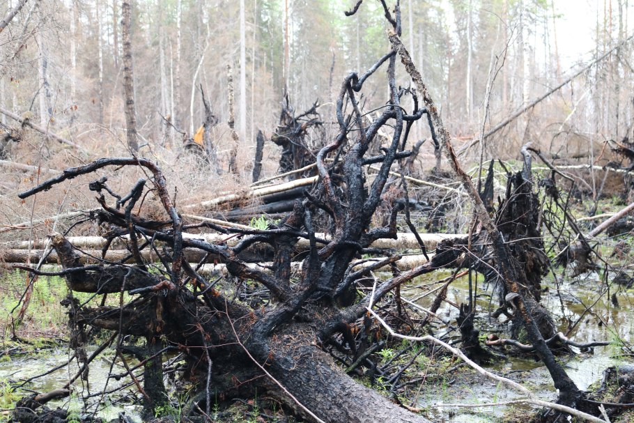 Бурелом фото
