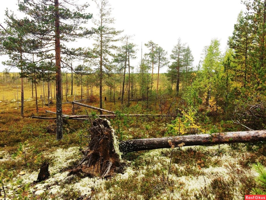 Тайга бурелом