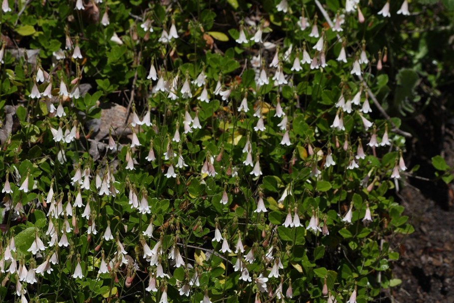 Linnaea borealis subsp longiflora