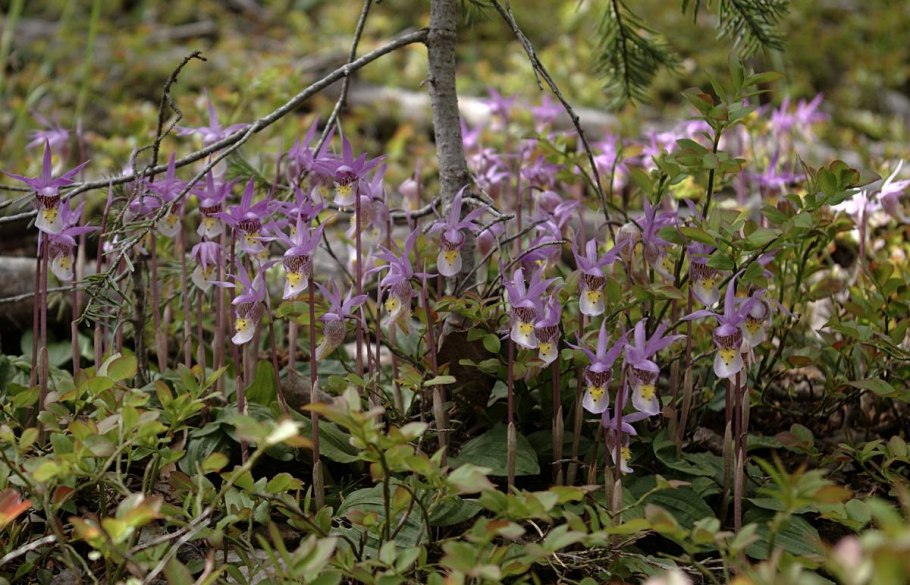 Линнея Северная Ботанический рисунок
