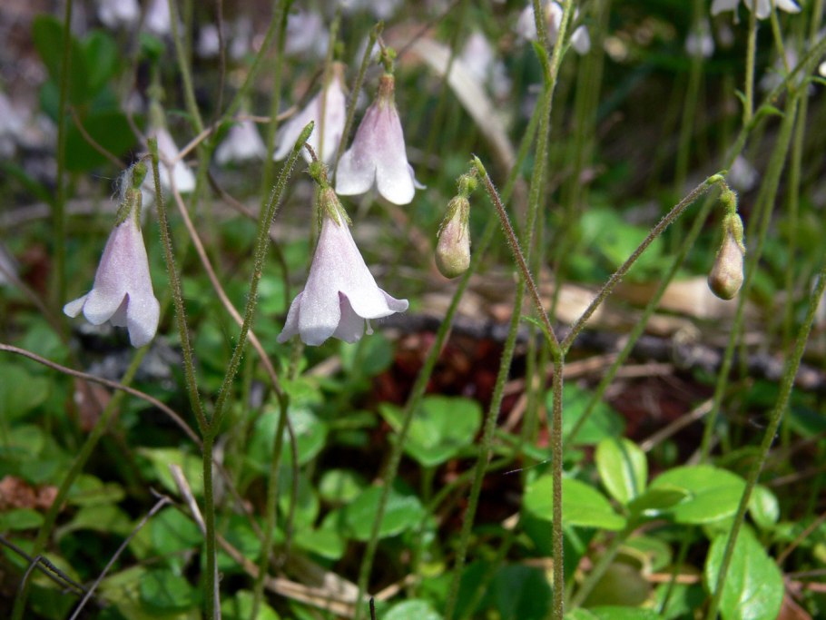Linnaea Borealis