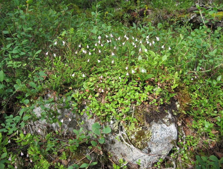 Линне́я Се́верная (Linnaéa Boreális)