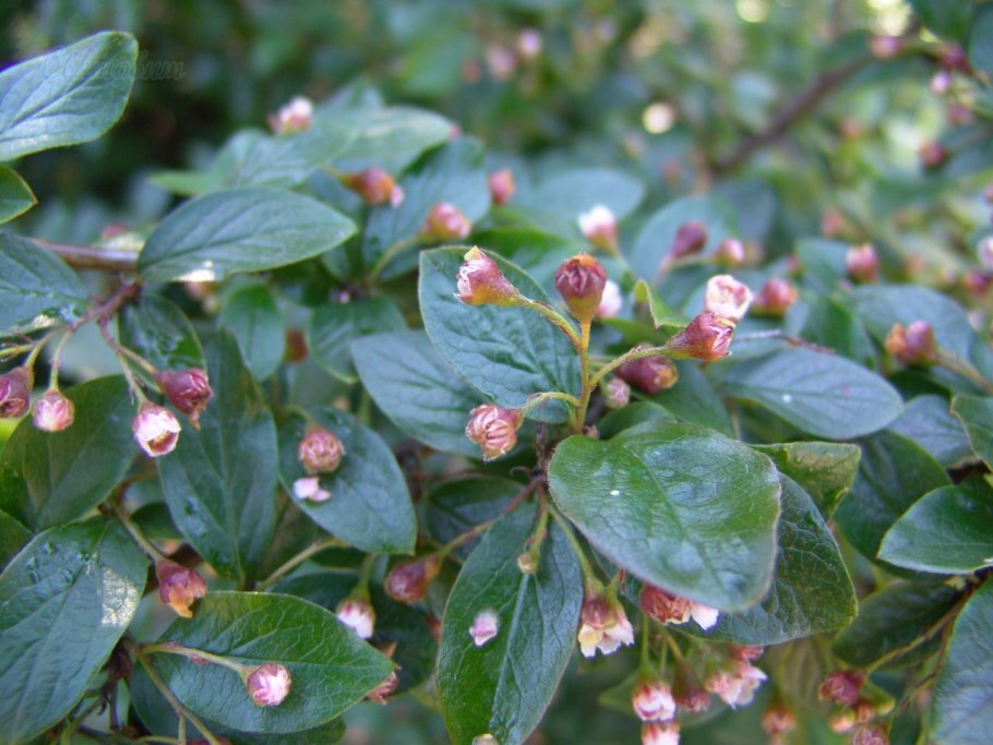 Кизильник киноварнокрасный Cotoneaster cinnabarinus