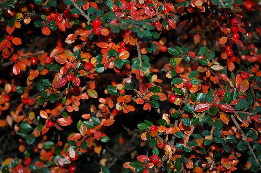 Cotoneaster cinnabarinus