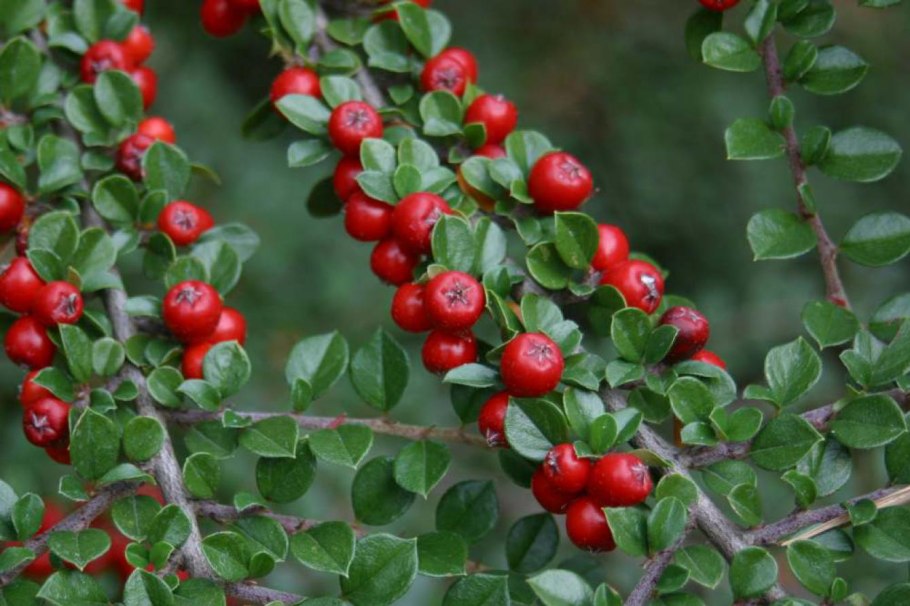 Cotoneaster cinnabarinus