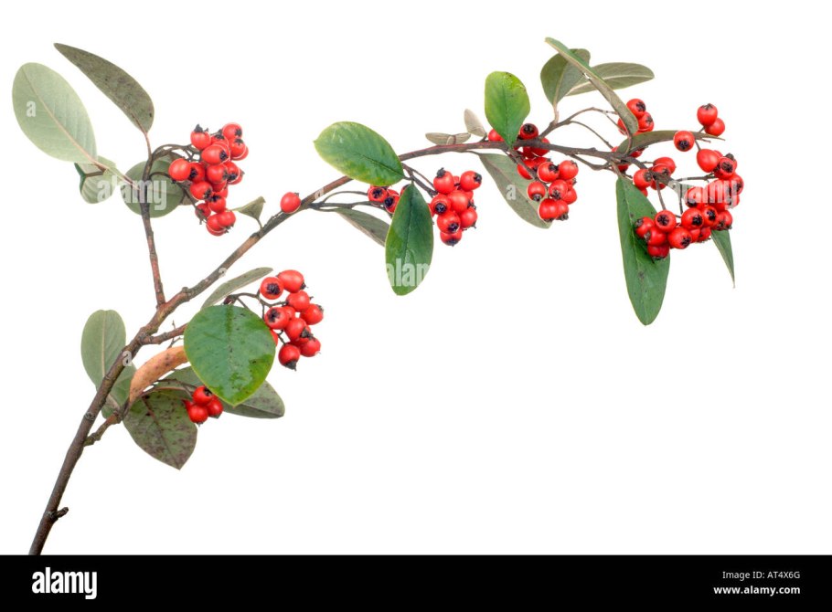 Кизильник горизонтальный (Cotoneaster horizontalis)