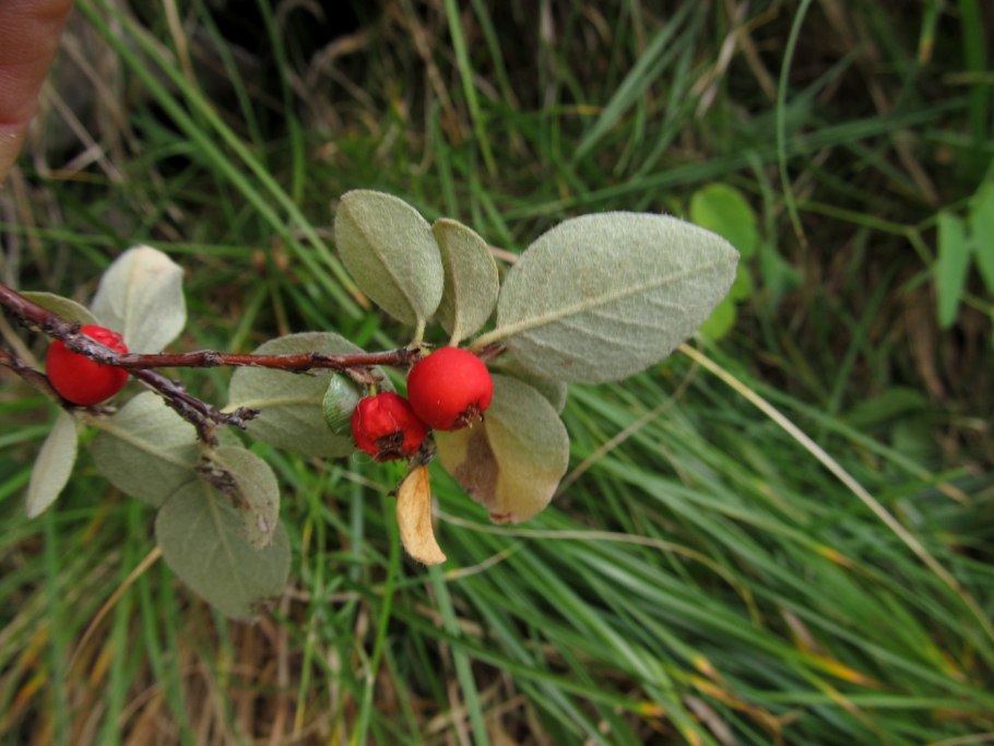 Cotoneaster cinnabarinus