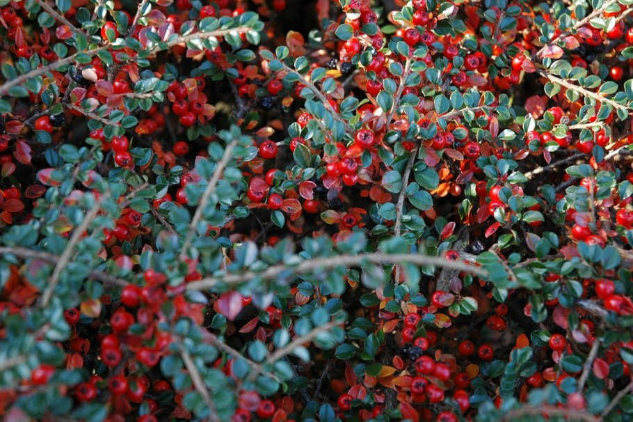 Кизильник гибридный Coral Beauty