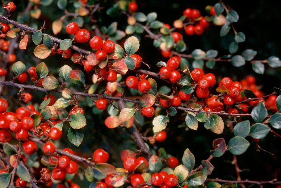 Кизильник Cotoneaster lucidus