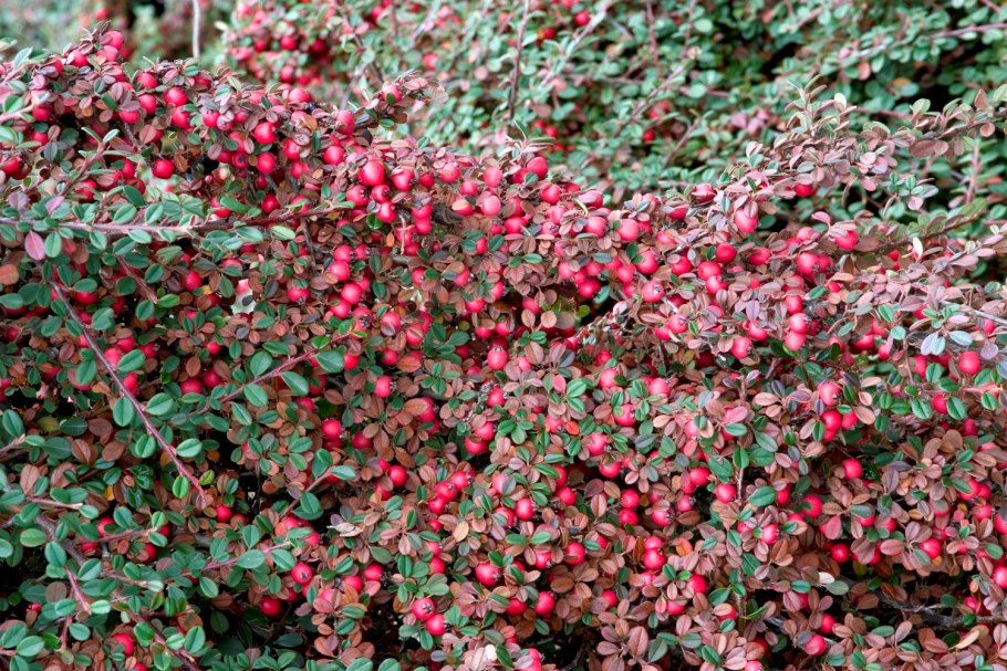 Cotoneaster cinnabarinus