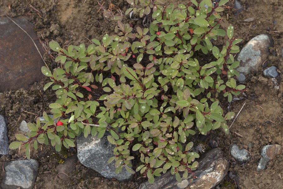Кизильник (Cotoneaster)