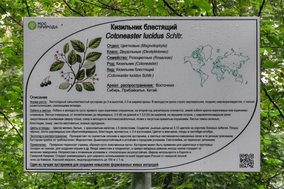 Кизильник алаунский Cotoneaster alaunicus