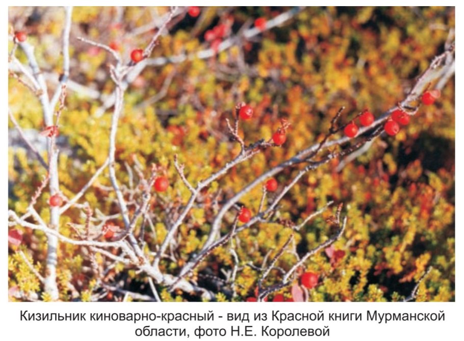 Кизильник киноварнокрасный