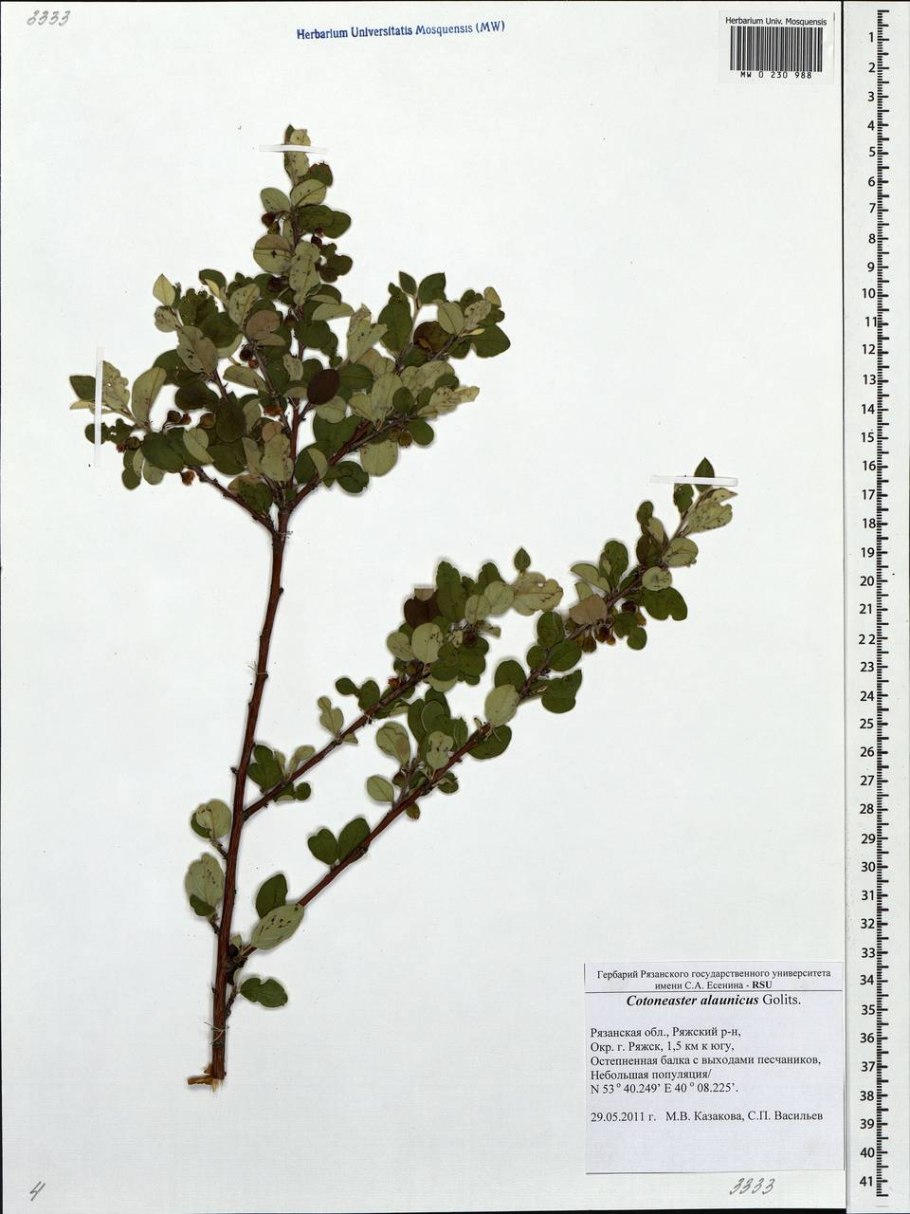 Кизильник монгольский plantarium