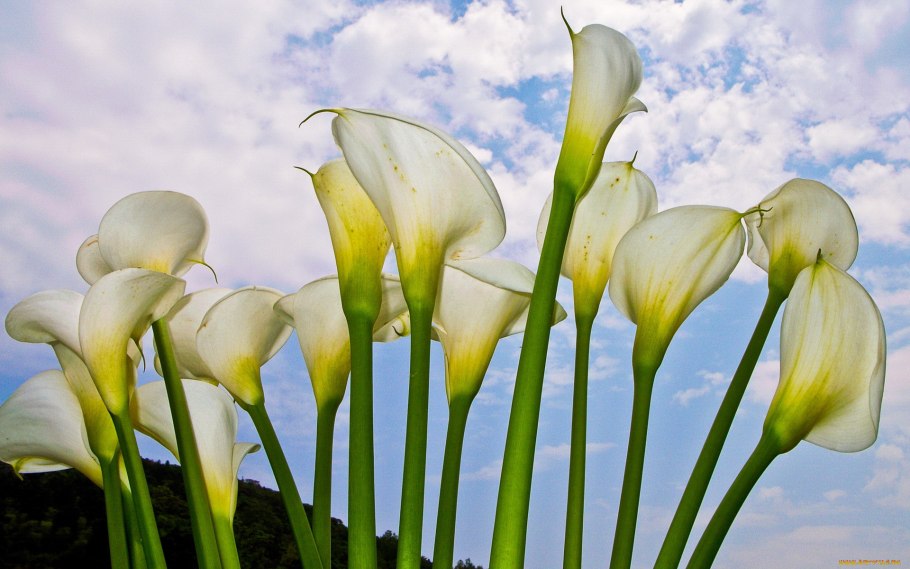 Цветы каллы в калифорнийской долине Calla Lily Valley