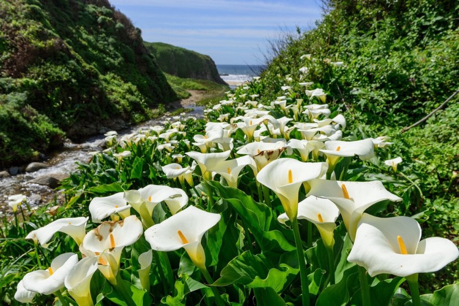 Калла эфиопская (Calla aethiopica)