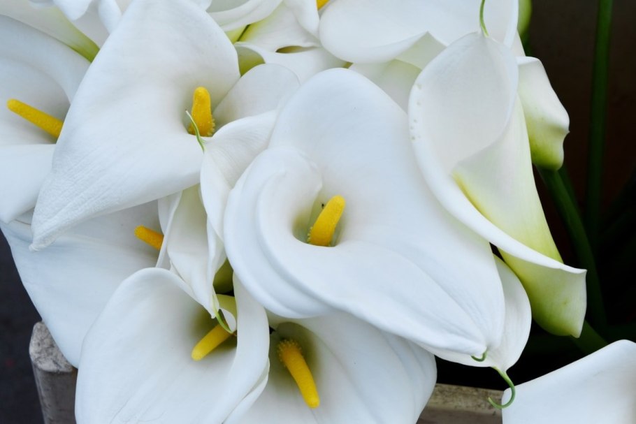 Долина диких калл Калифорния