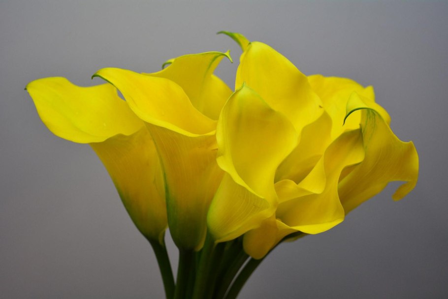 Калла Блэк Стар