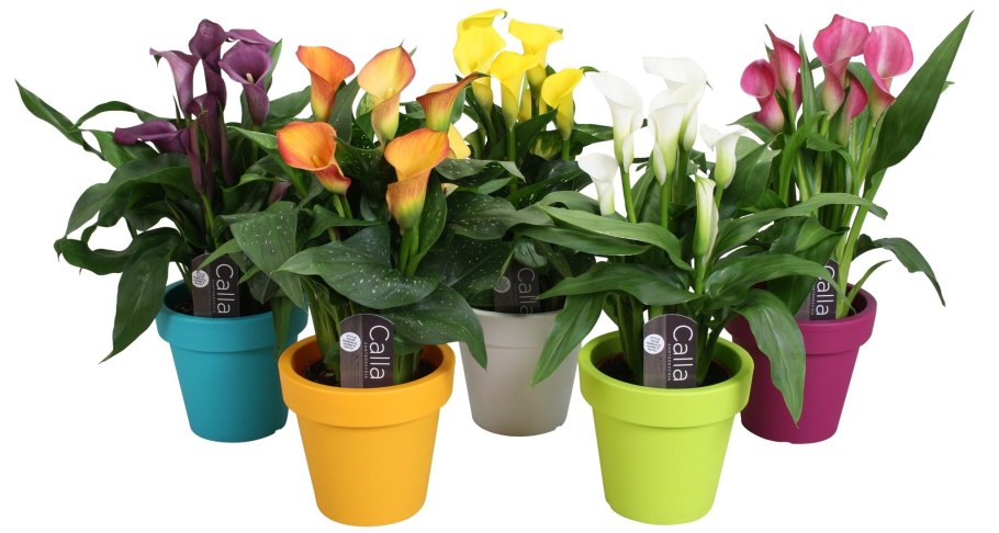 Калла Каптейн Вентура