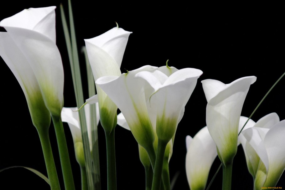 Каллы цветы